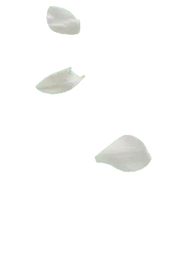 White Petals - elegant - Free PNG
