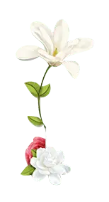 Lily - beautiful - Free for Commercial Use PNG