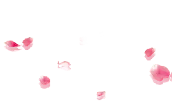 Pink Petals - No Watermark PNG - beautiful