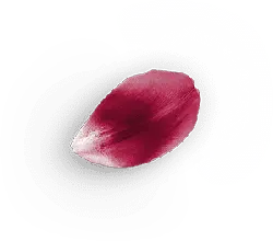 Petals - plant - leaves - Lossless PNG