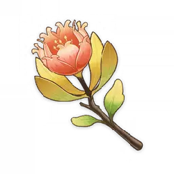 Provençal Rose - rose - Lossless PNG