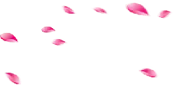 Pink Petals - background - High Quality PNG