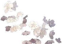 Cherry Blossom Petals - nature - spring - Lossless PNG