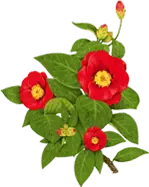 Rose - Free for Commercial Use PNG - rose