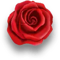Red Rose - Transparent Background PNG - No Background PNG