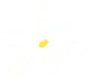 White Flower - simple - fresh - Transparent Background PNG