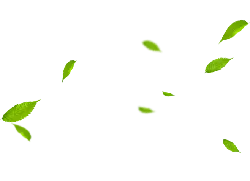 Falling Leaves - Transparent Layer PNG - nature