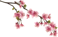 Cherry Blossom - spring - Highly Rated PNG