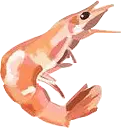 Shrimp - aquatic product - Lossless PNG
