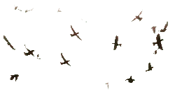 Flying Birds - Fast Download PNG