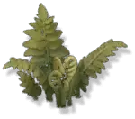 Fern Plant - Curated PNG