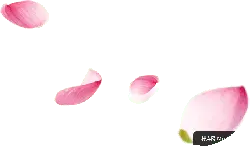 Pink Petals - falling - Lossless PNG