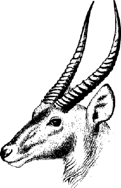 Black Owl - night activity - Transparent Background PNG