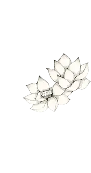 White Lotus - line art - Free Download PNG