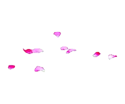 Pink Petals - Curated PNG - nature