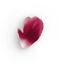 Petals - plant - High Resolution PNG
