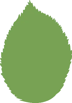 Leaf - nature - High Download Count PNG