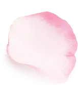 Pink Petal - PNG