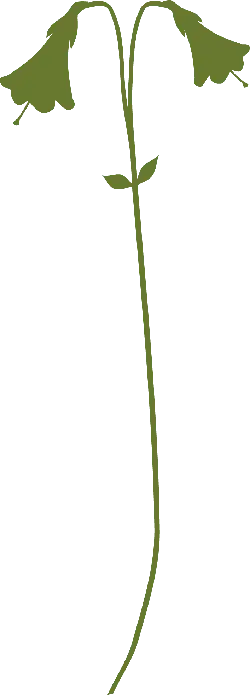 Convallaria majalis - elegant - Lossless PNG