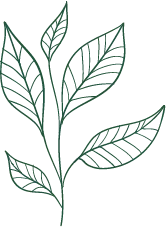 Leaf - line - plant - High Resolution PNG
