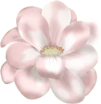 Pink Flower - Transparent Background PNG - pink