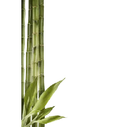 Bamboo - bamboo stems - No Background PNG