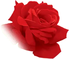 Rose - colorful - Free Download PNG