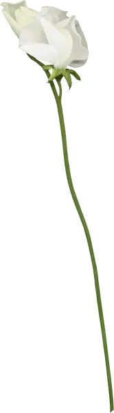 White Rose - rose - elegant - Free PNG