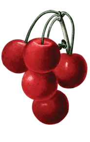 Cherry - juicy - fruit - PNG