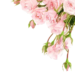 Pink Rose - Lossless PNG - High Download Count PNG