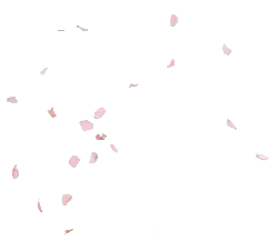 Falling Cherry Blossom Petals - Transparent Background PNG