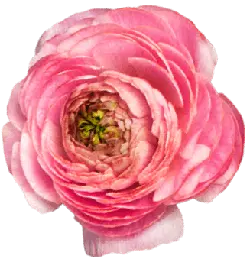 Rose - Lossless PNG - PNG Images