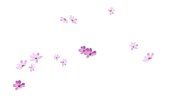 Pink Flowers - nature - lightweight - PNG