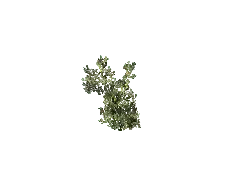 Tree Structure - art - Transparent Background PNG