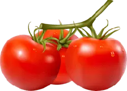 Tomato - healthy - Transparent Layer PNG