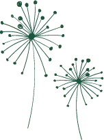 Dandelion - nature - green - Transparent Background PNG