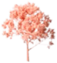 Cherry Blossom Tree - Designer's Pick PNG - High Resolution PNG