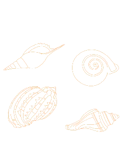 Sea Snail - line drawing - PNG