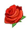 Rose - No Background PNG - love