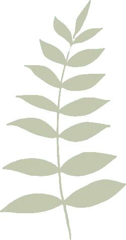 Leaf - growth - Free Download PNG