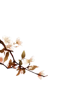 Plum Blossom Branch - beautiful - Lossless PNG