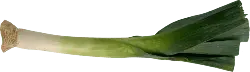 Leek - vegetable - Transparent Background PNG