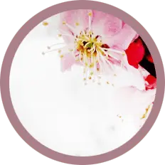 Plum Blossom - Trending PNG