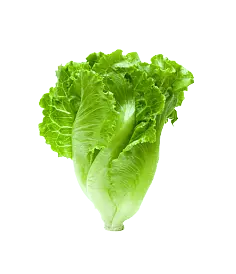 Lettuce - green - healthy - Lossless PNG