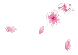 Cherry Blossom Petals - nature - Highly Rated PNG