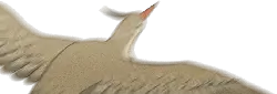 Bird in Flight - blurry - High Resolution PNG