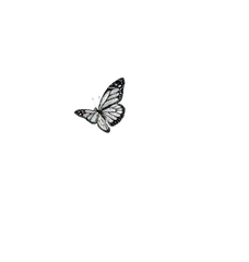 Butterfly - Designer's Pick PNG - flying