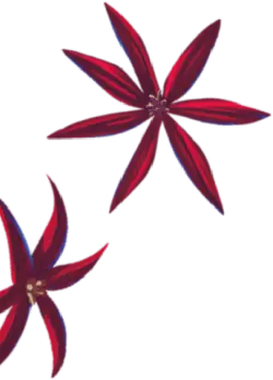 Star-shaped Flower - red - High Resolution PNG