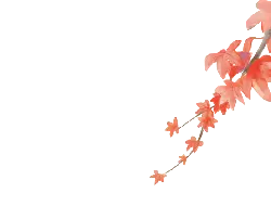 Autumn Leaves - plant - autumn - High Resolution PNG