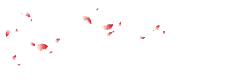 Pink Petals - Lossless PNG - background